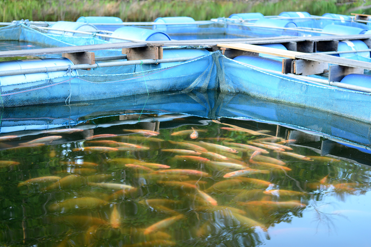 a group of fish in a fish farm