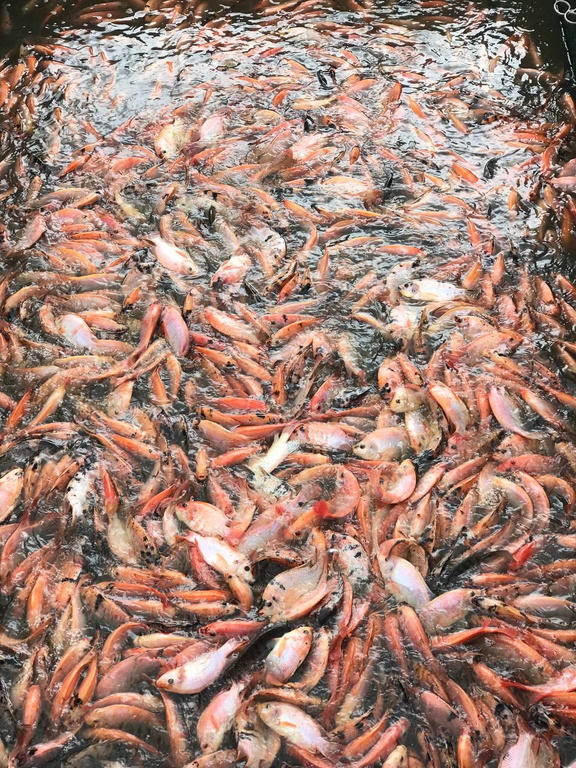 a large group of fish swimming in the water at an aquaculture operation