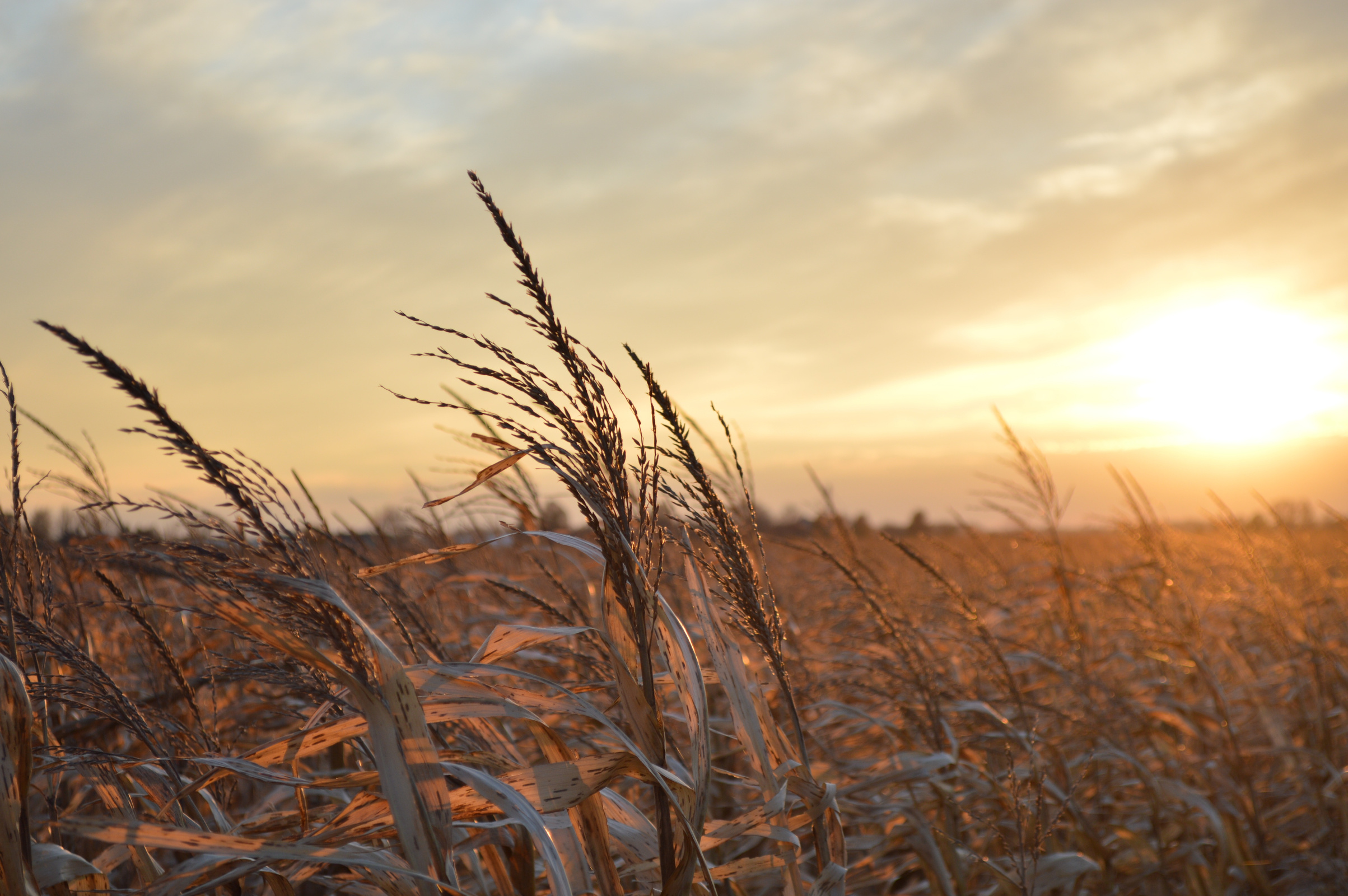 Grains in the Wheat Field